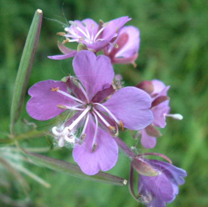 sweet marjoram، knotted marjoram